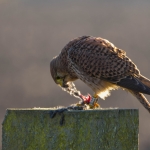 De torenvalk (Falco tinnunculus)