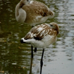 Flamingo (juveniel)