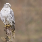 Giervalk (Falco rusticolus)