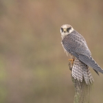Roodpootvalk  (Falco vespertinus Linnaeus)
