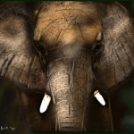 Wildlife Elephant