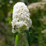 Een Bij in een witte baard