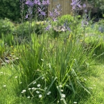 De schoonheid van de lente