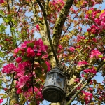 De bloesem van een sierappeltjes boom