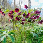 Een Helleboris knallen dat hij paars ziet