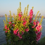 In weer en wind