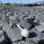 Wc borstel op het Wad