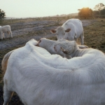 Charolais koeien op Hilversumse heide