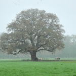 Lonely Tree 2012