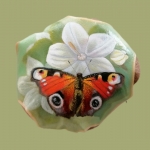 Vlinder