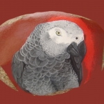 Papegaai Paco