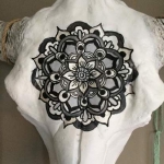 buffalo skull close up