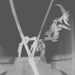 Vaas met bloemstengel in zwart wit