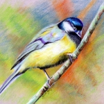 Great tit