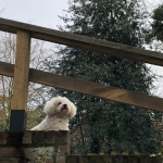 Uitkijkhond