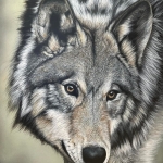 'THE GRAY WOLF'
