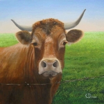 Limousin koe