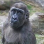 Gorillaportret