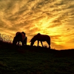 Konikpaarden bij zonsondergang