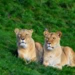 Leeuwinnen in het zonnetje