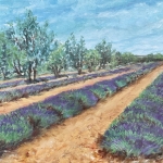 Lavendelvelden in de Vaucluse