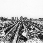 Grauwe ganzen op akker