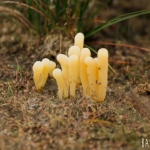 Heideknotszwam (Clavaria argillacea)
