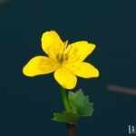 Gele Anemoon (Anemone ranunculoides)