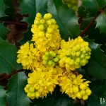 Mahonie (Berberis aquifolium)