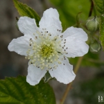 Gewone Braam (Rubus fruticosus)