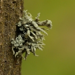 Rendiermos (Cladonia rangiferina)