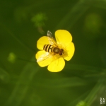 Zwartspriet-Bandzweefvlieg (Epistrophe grossulariae)