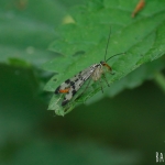Schorpioenvlieg (Panorpa vulgaris)