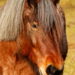 Nederlands Trekpaard (Linde)