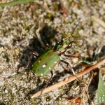 Groene Zandloopkever (Cicindela campestris)