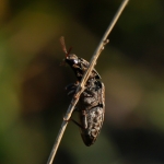 Muisgrijze Kniptor (Agrypnus murinus)