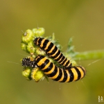 Zebrarups (Sint-Jacobsvlinder (Tyria jacobaeae)