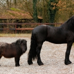 Fries Paard (Friso) & Shetlander (Kleine Donder Spike)