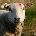 Black Welsh Mountain sheep (Welsh: Defaid Mynydd Duon)