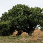 Jeneverbes (Juniperus Communis)