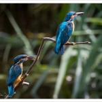 Ijsvogel