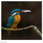 IJsvogel