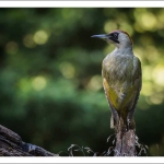 Groene Specht
