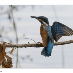 Ijsvogel