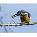 Ijsvogel