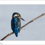 Ijsvogel