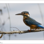 Ijsvogel