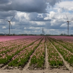 Harderwijk Tulpenroute Flevoland