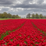 Harderwijk Tulpenroute Flevoland