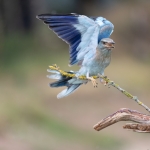 Roofvogels